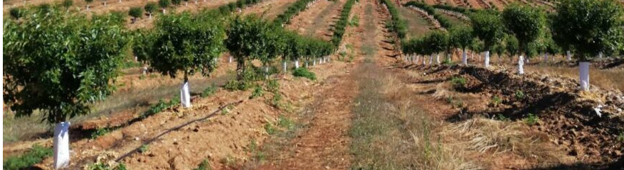 Sobre Nosotros Almendras Ecologicas